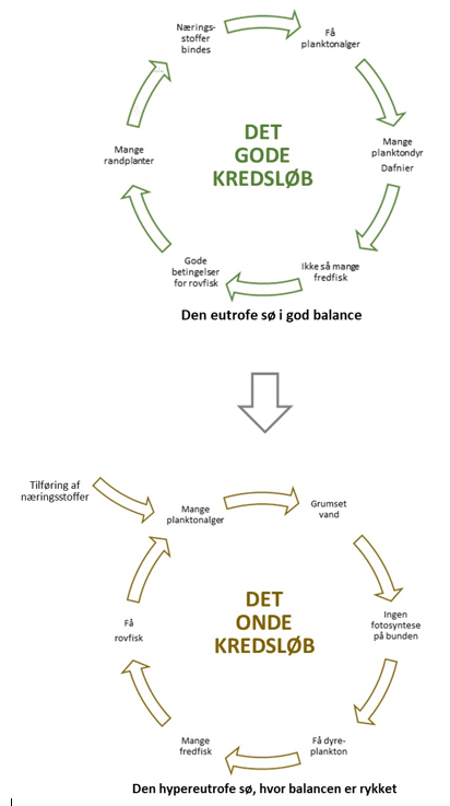 Det-gode-kredsløb-og-det-onde-kredsløb-i-en-sø. Kilde: Erik Jeppesen