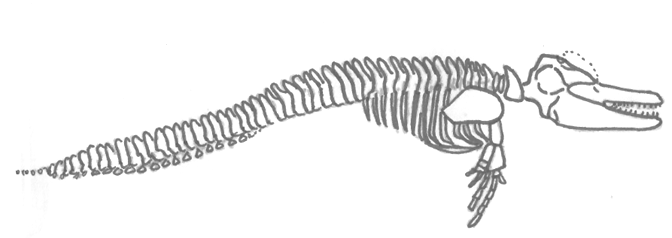Skitse af hvalskelet.