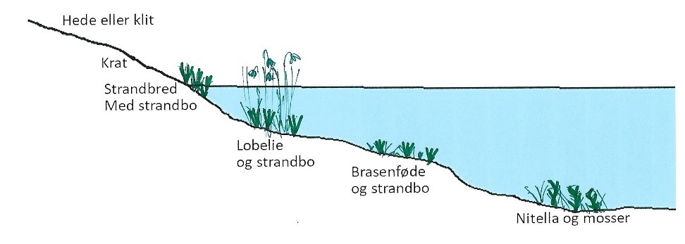 Oligotrof-sø