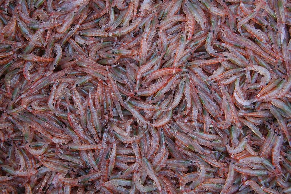 Krill.jpg Krill.jpg