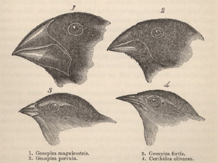 darwin-finkerne.jpg darwin-finkerne.jpg