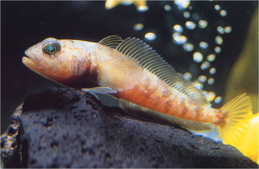 fig2-fisk.jpg fig2-fisk.jpg