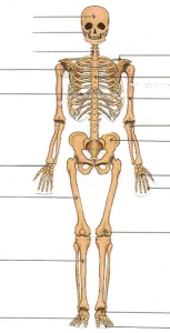 skelet.jpg